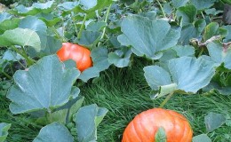 When to remove a pumpkin from a garden in the Leningrad region and how to properly store it so that it does not spoil