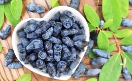 Useful properties and contraindications of honeysuckle for women
