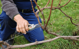 When and how to prune grapes correctly in spring for beginners step by step: instructions and diagrams