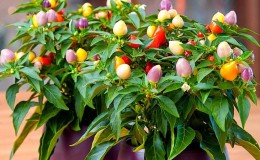 How to grow and care for ornamental Capsicum peppers, and can you eat them?