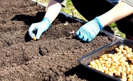 How to plant onions for the winter and at what depth?