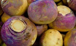 How and when to harvest rutabaga to preserve the harvest until spring
