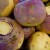 How and when to harvest rutabaga to preserve the harvest until spring