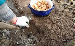 Features of planting onions before winter: after what crops can they be planted?