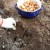 Features of planting onions before winter: after what crops can they be planted?