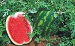 Early ripe hybrid watermelon Top Gun from Dutch breeders