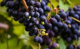 What grape variety is Kindzmarauli wine made from?