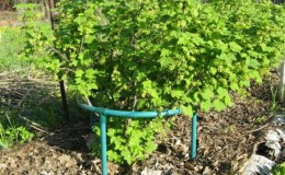 Why do you need supports for currants and how to make them yourself