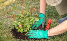 We find out whether it is possible to replant roses in August and learn how to do it correctly