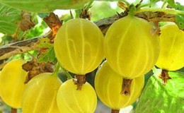 An easy-to-care variety of Yarovaya gooseberry - ideal for the most delicious preparations