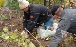 Preparing grapes for winter: secrets of processing in the fall before shelter