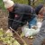 Preparing grapes for winter: secrets of processing in the fall before shelter