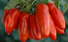An exotic variety of tomatoes for real gourmets – Pepper tomatoes for salads and canning