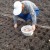 How and with what to treat garlic before planting for the winter: rules for preparing planting material and useful tips