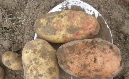 High-yielding potato variety Ermak with pinkish skin