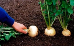 Growing and caring for turnips in open ground