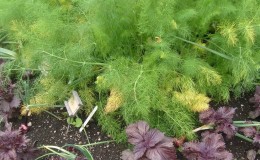 Why does dill turn yellow in the garden and what to do to prevent it?