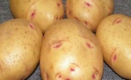 Domestic potato variety Aurora for a rich, tasty harvest