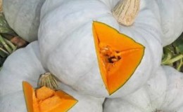 Sweet winter pumpkin, popular among farmers, with a pleasant taste and high yield for long-term storage