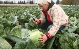 When is the best time to cut cabbage for pickling?