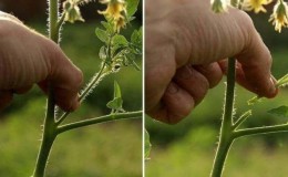 Forming bushes correctly: do low-growing tomatoes plant and what varieties do not require this stage