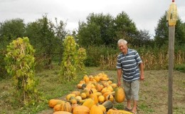Harvesting on time: when to harvest a pumpkin and how to determine its ripeness in the garden