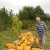 Harvesting on time: when to harvest a pumpkin and how to determine its ripeness in the garden