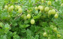 Excellent-tasting and weather-resistant gooseberry variety Rodnik