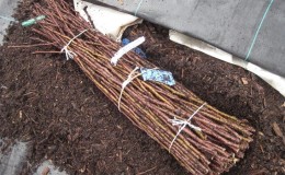 Harvesting grape cuttings in the fall and storing until spring