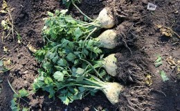 How to properly dig up celery root and when to do it