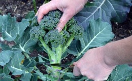 Varieties of broccoli: photo with name