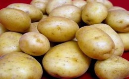 Viable potato variety Golubizna with amazing taste