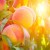 How to properly prune a peach in summer: diagrams and procedures