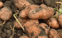 Unpretentious potato variety Early morning: even beginners can grow