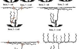 Why do you need to prune grapes in the fall and how to do it correctly?