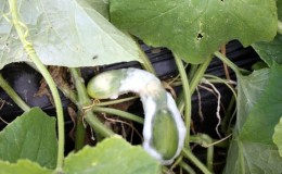 Why do cucumbers rot in a greenhouse and what to do to save your harvest?