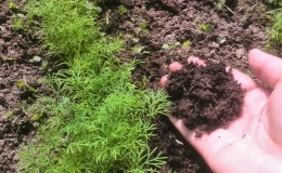 Dill grows poorly - what to feed for a good harvest and how to do it correctly