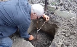 How should grapes be planted in the fall?