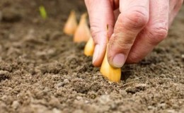 Rules for planting onions on turnips before winter