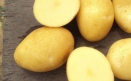 Mid-early resistant potato variety Satina, which does not require special efforts when growing