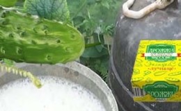 The benefits of fertilizing cucumbers with yeast and how to apply it correctly