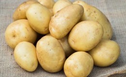 Early ripe table potato variety Uladar: description, photos and reviews from summer residents