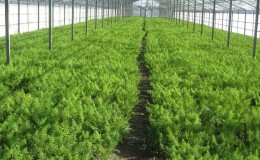 A Detailed Guide to Growing Dill