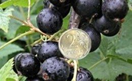 Blackcurrant variety Ordinary Miracle: features, rules of planting, care and propagation