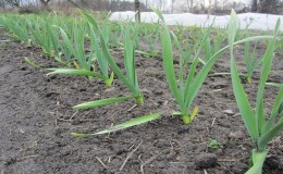 What to do and what to do if winter onions sprout in the fall