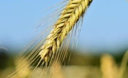 Features of barley cultivation technology