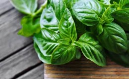 Useful properties and contraindications of basil for women