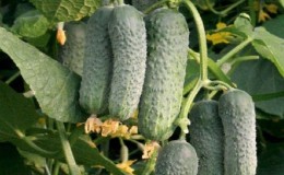 Review of the Mamluk cucumber variety for salads and delicious preparations for the winter