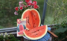 A variety suitable for cultivation even in the northern regions of the country - watermelon Sugar Baby