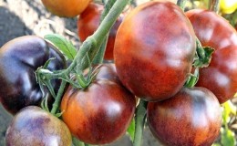 Tomato hybrid Ivan da Marya: difficult to care for, but surprising with its taste
